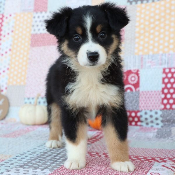 Miniature Australian Shepherd Puppy for Sale