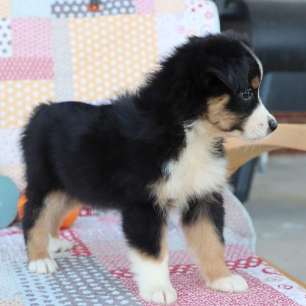 Miniature Australian Shepherd Puppy for Sale