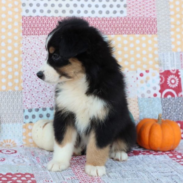 Miniature Australian Shepherd Puppy for Sale