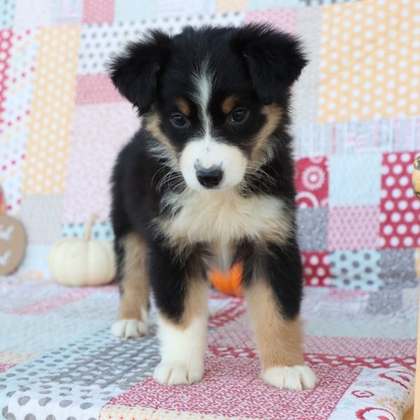 Miniature Australian Shepherd Puppy for Sale