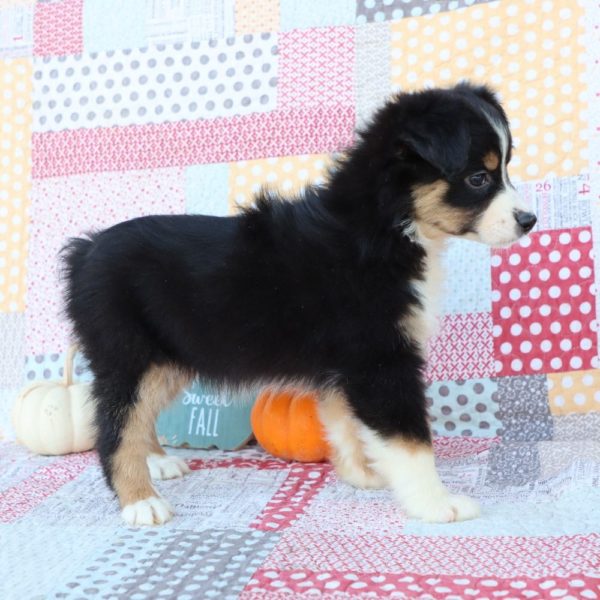 Miniature Australian Shepherd Puppy for Sale