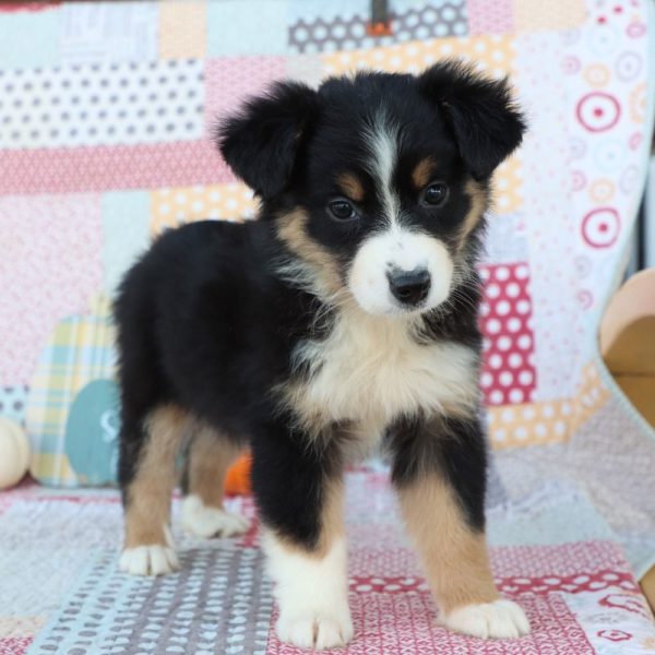 Miniature Australian Shepherd Puppy for Sale