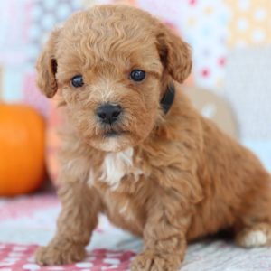 F1bb Mini Goldendoodle Puppy for Sale