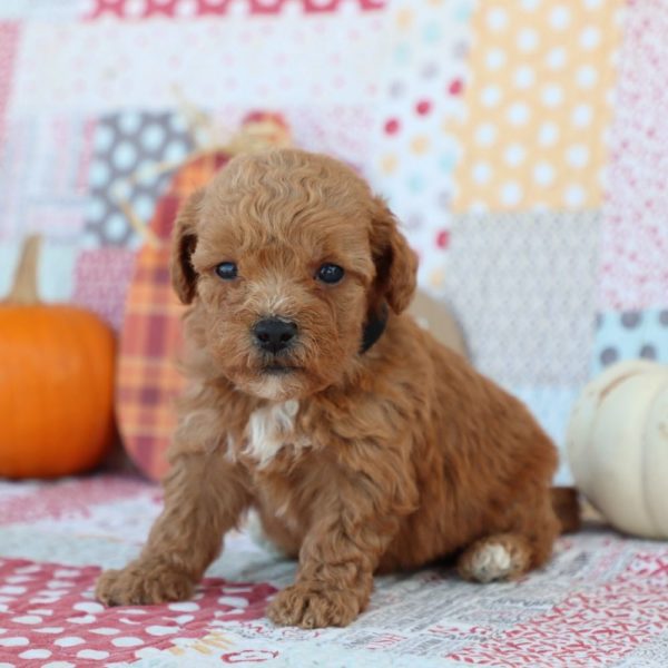 F1bb Mini Goldendoodle Puppy for Sale