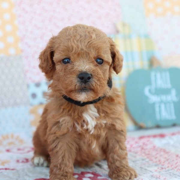 F1bb Mini Goldendoodle Puppy for Sale