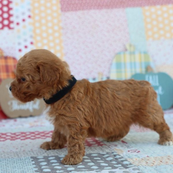 F1bb Mini Goldendoodle Puppy for Sale