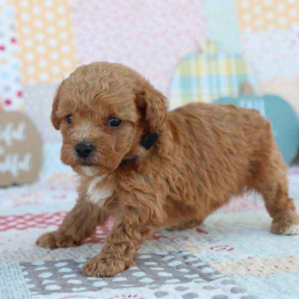 F1bb Mini Goldendoodle Puppy for Sale