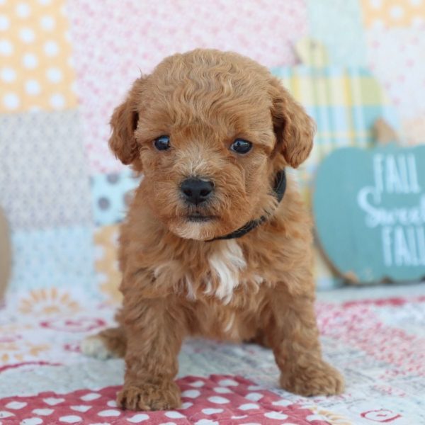 F1bb Mini Goldendoodle Puppy for Sale