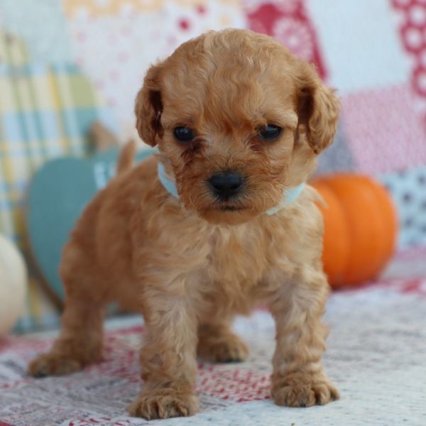 F1bb Mini Goldendoodle Puppy for Sale