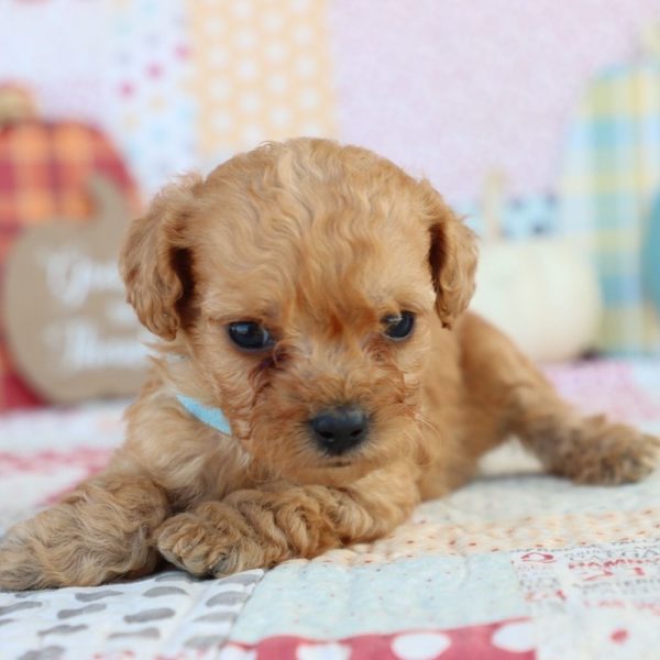 F1bb Mini Goldendoodle Puppy for Sale