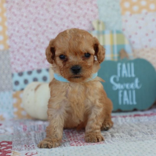 F1bb Mini Goldendoodle Puppy for Sale