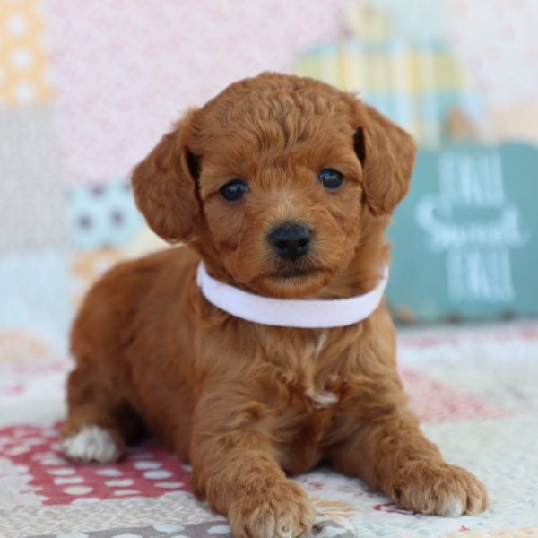 F1bb Mini Goldendoodle Puppy for Sale