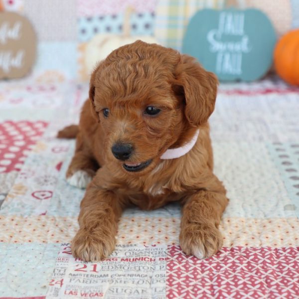 F1bb Mini Goldendoodle Puppy for Sale