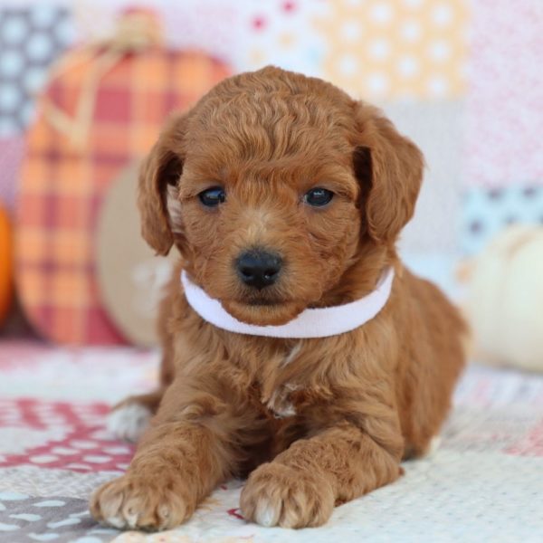 F1bb Mini Goldendoodle Puppy for Sale