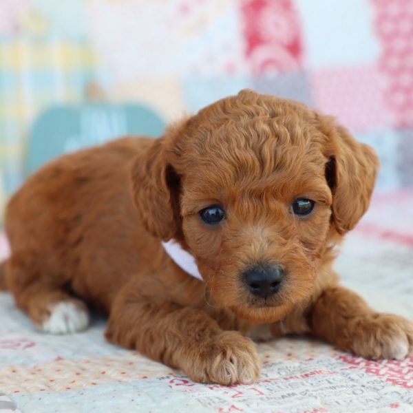 F1bb Mini Goldendoodle Puppy for Sale