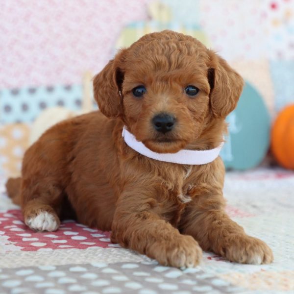 F1bb Mini Goldendoodle Puppy for Sale