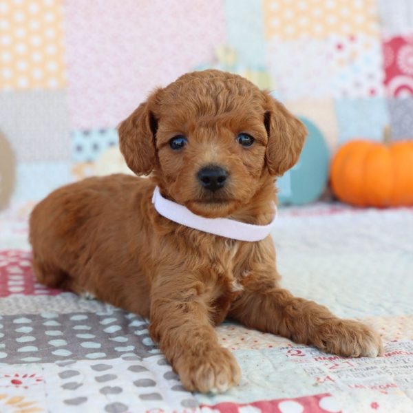 F1bb Mini Goldendoodle Puppy for Sale