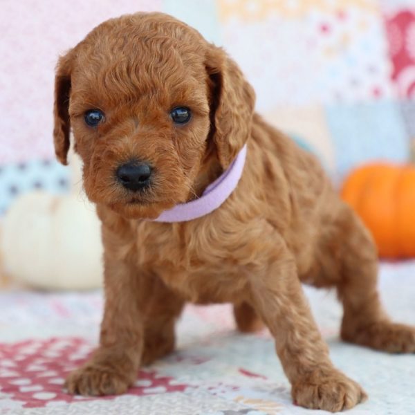 F1bb Mini Goldendoodle Puppy for Sale