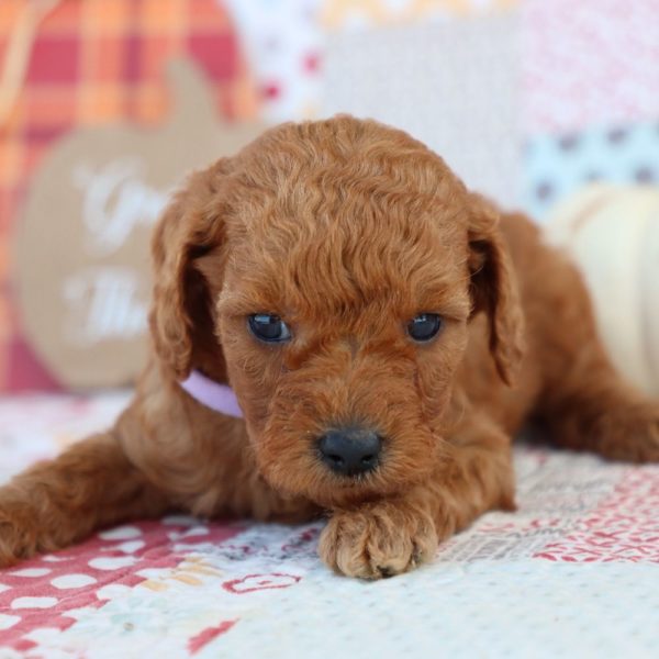 F1bb Mini Goldendoodle Puppy for Sale