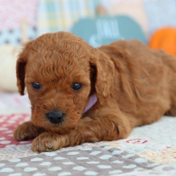 F1bb Mini Goldendoodle Puppy for Sale