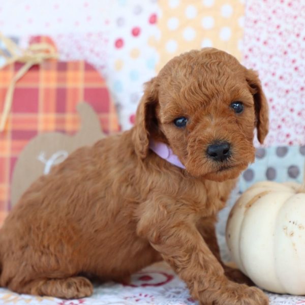 F1bb Mini Goldendoodle Puppy for Sale