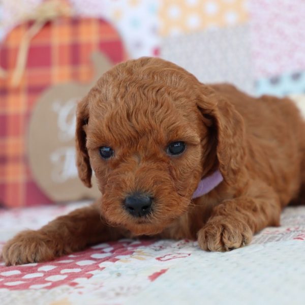 F1bb Mini Goldendoodle Puppy for Sale