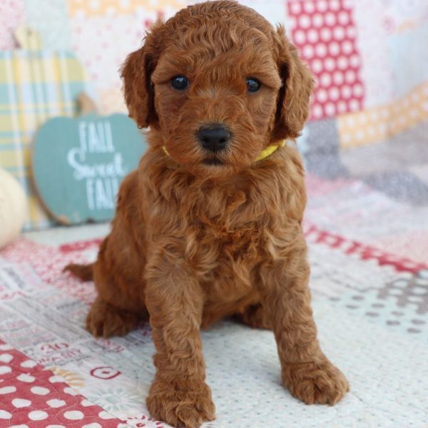 F1bb Mini Goldendoodle Puppy for Sale