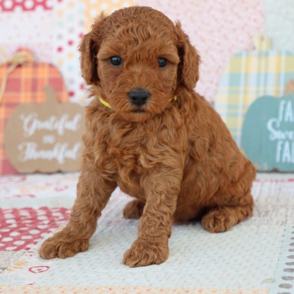 F1bb Mini Goldendoodle Puppy for Sale