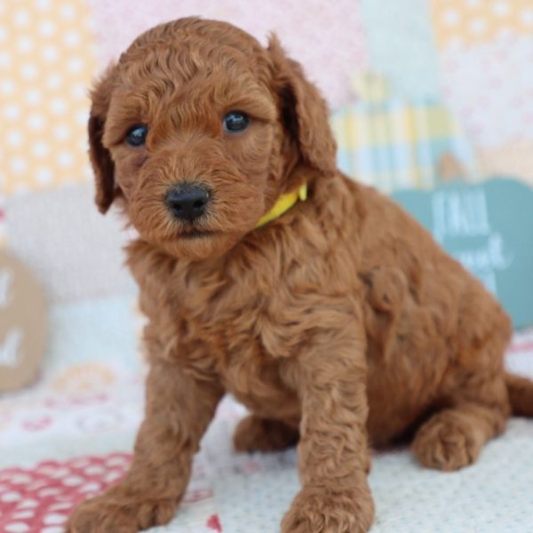 F1bb Mini Goldendoodle Puppy for Sale