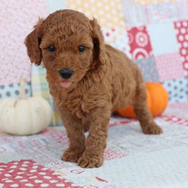 F1bb Mini Goldendoodle Puppy for Sale