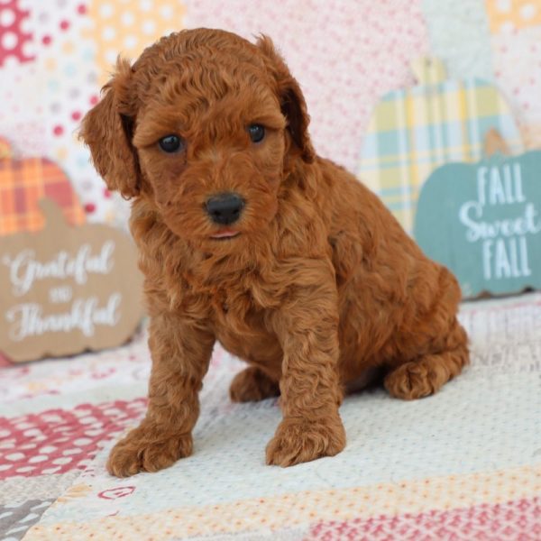 F1bb Mini Goldendoodle Puppy for Sale