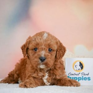 F1 Cavapoo Puppy for Sale