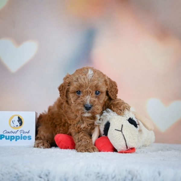 F1 Cavapoo Puppy for Sale