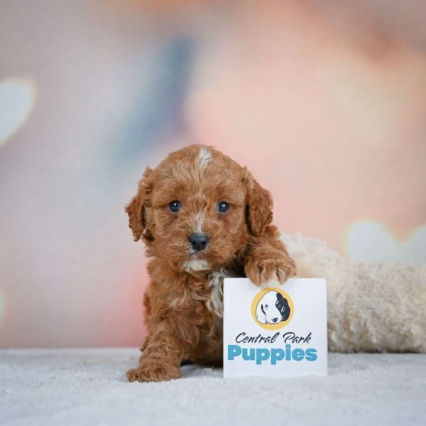 F1 Cavapoo Puppy for Sale