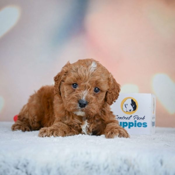 F1 Cavapoo Puppy for Sale