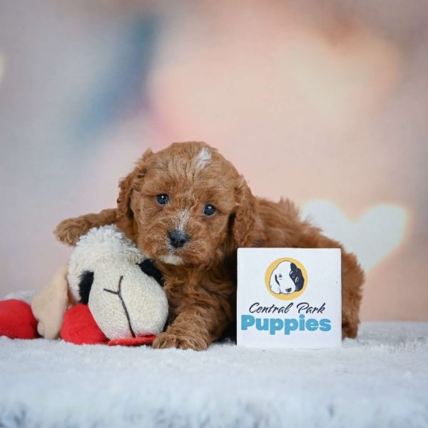 F1 Cavapoo Puppy for Sale