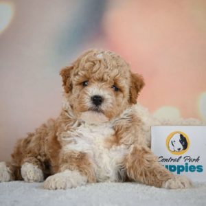 Miniature Poodle Puppy for Sale