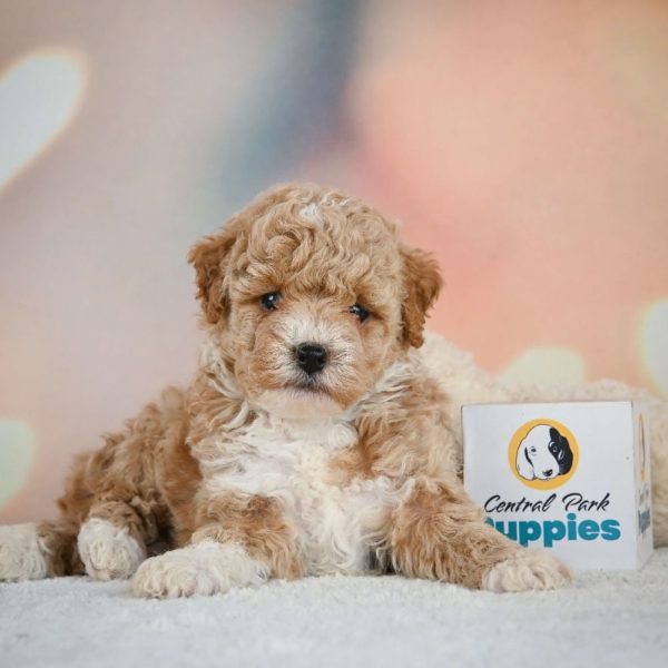 Miniature Poodle Puppy for Sale