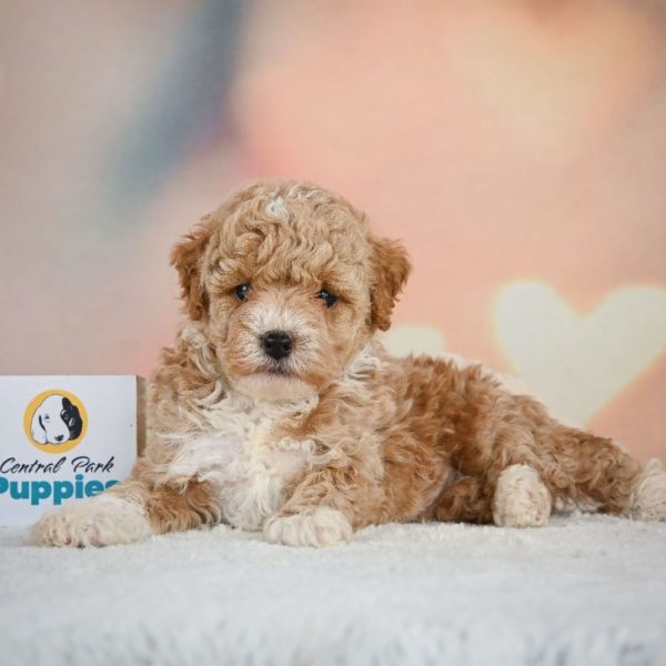 Miniature Poodle Puppy for Sale