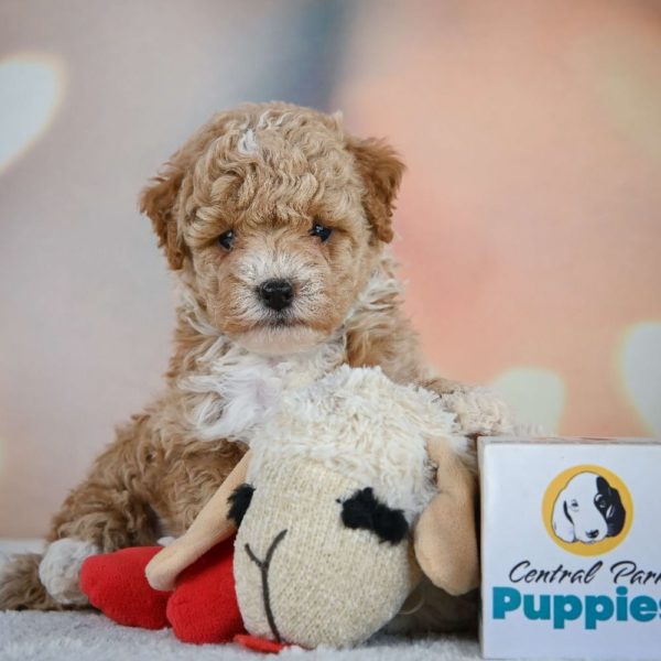 Miniature Poodle Puppy for Sale