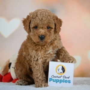 Miniature Poodle Puppy for Sale