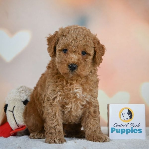 Miniature Poodle Puppy for Sale