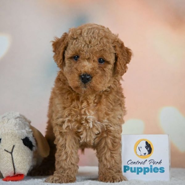 Miniature Poodle Puppy for Sale