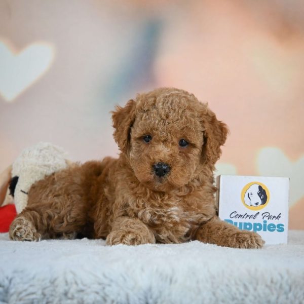 Miniature Poodle Puppy for Sale