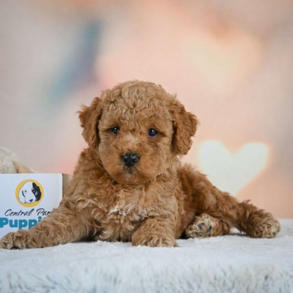 Miniature Poodle Puppy for Sale