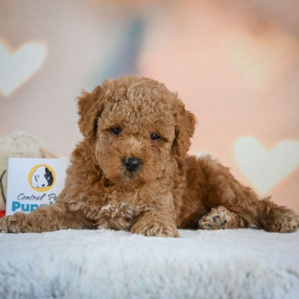 Miniature Poodle Puppy for Sale