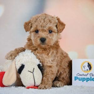 Miniature Poodle Puppy for Sale