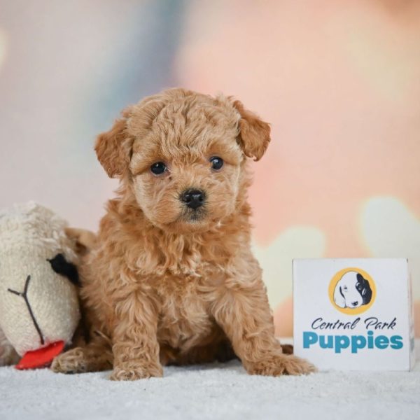 Miniature Poodle Puppy for Sale