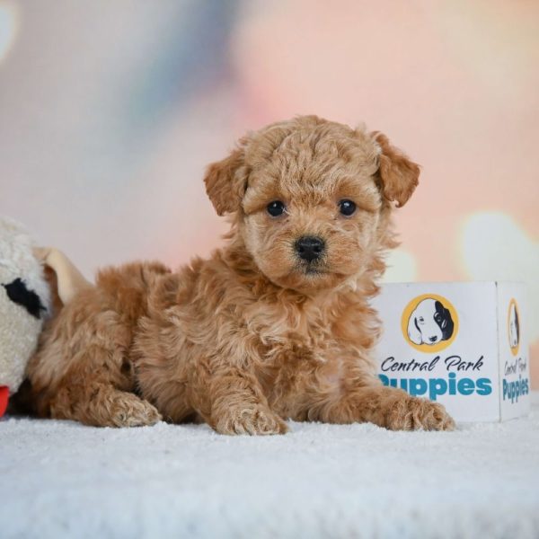 Miniature Poodle Puppy for Sale