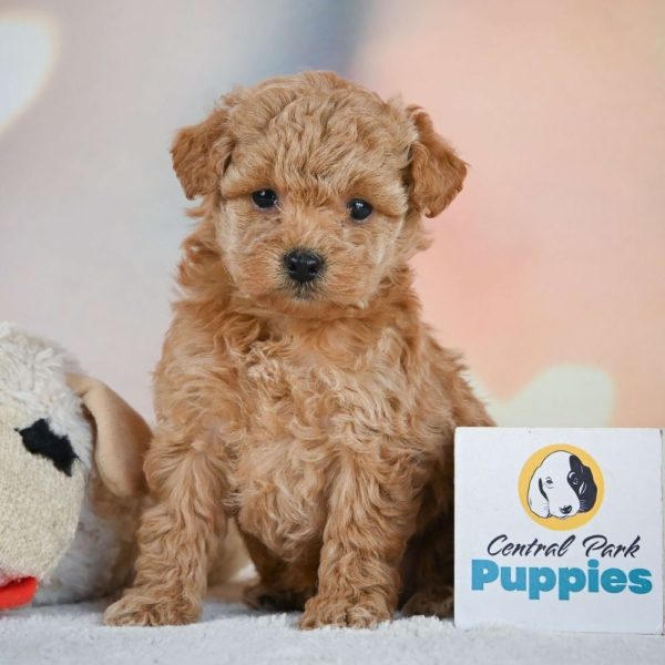 Miniature Poodle Puppy for Sale